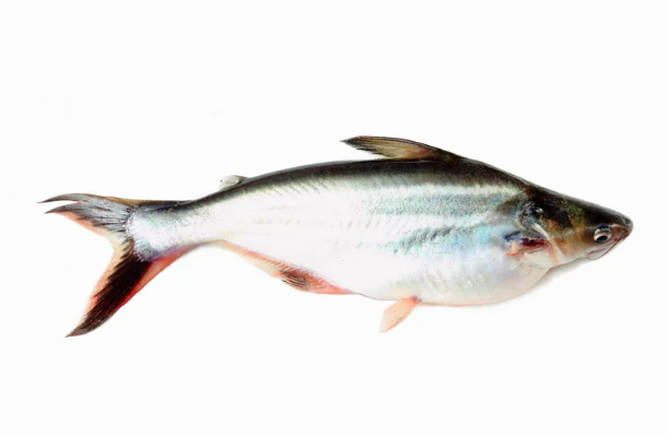 MPASI ikan lokal, ikan untuk MPASI, pengganti salmon untuk bayi, menu MPASI ikan, manfaat ikan untuk bayi, ikan sehat untuk bayi, Bunda, si Kecil